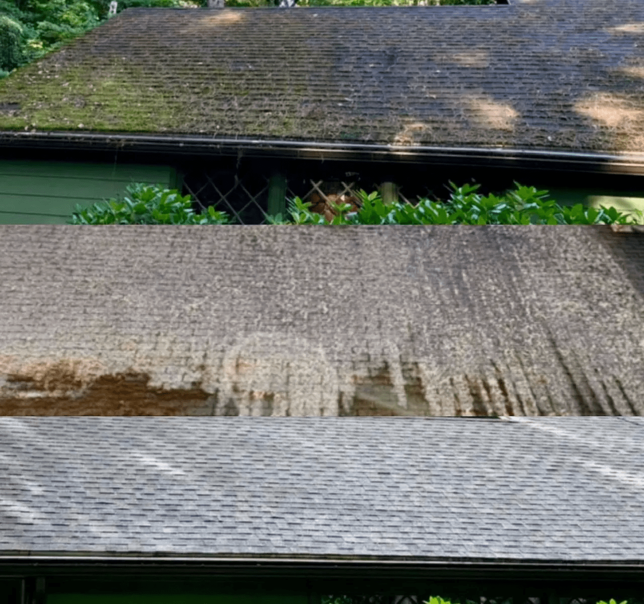Heavy moss and organic algae buildup on weathered residential asphalt roof shingles before a professional roof treatment service.